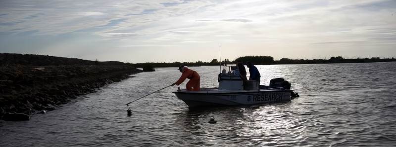 Il viaggio di un giovane salmone verso l'oceano